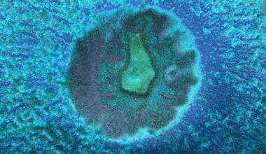 Why Good Embryos Still Don’t Implant