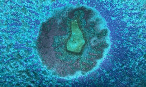 Why Good Embryos Still Don’t Implant